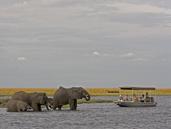 Chobe Chilwero - spot elephant on a boat excursion